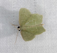 Idiochlora minuscula