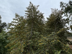 ×chiranthofremontia lenzii