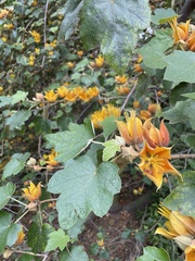 ×chiranthofremontia lenzii