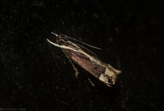 Chaliniastis astrapaea