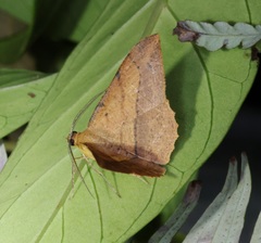 Pseudonadagara semicolor