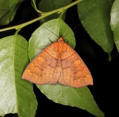 Singara diversalis
