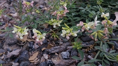 Acmispon grandiflorus grandiflorus