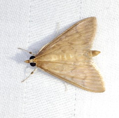 Crypsiptya coclesalis