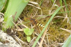 Nomada lathburiana