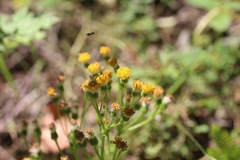 Senecio aronicoides