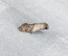 Epermenioidea