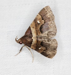 Bertula retracta