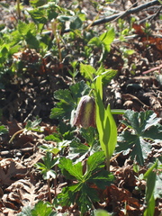 Fritillaria