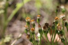 Senecio aronicoides