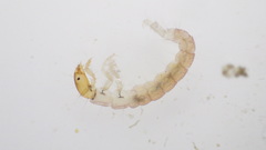 Polycentropus