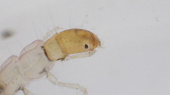 Polycentropus
