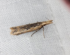 Dichomeris ochthophora