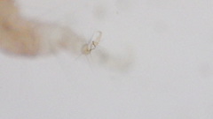 Polycentropus
