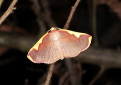 Nothomiza flavicosta