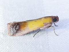 Piesmopoda semilutea