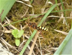 Nomada lathburiana