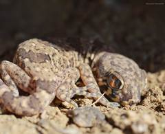 Stenodactylus mauritanicus