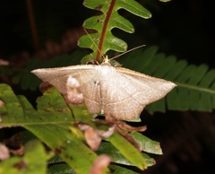 Plesiomorpha flaviceps