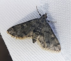 Dolicharthria bruguieralis