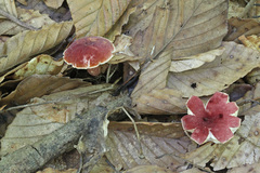 Gyroporus purpurinus