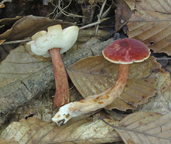 Gyroporus purpurinus