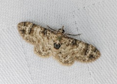 Gymnoscelis admixtaria