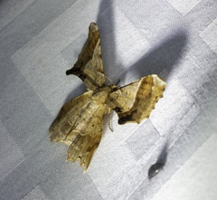 Krananda oliveomarginata