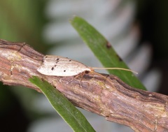 Lecithocera aulicousta