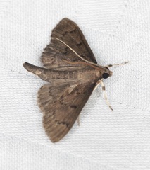 Omiodes tristrialis