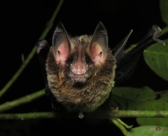 Gardnerycteris crenulatum