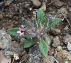 Collomia diversifolia