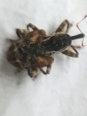 Conotrachelus anaglypticus