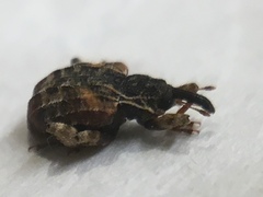 Conotrachelus anaglypticus