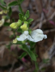 Scutellaria californica