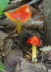 Hygrocybe acutoconica microspora