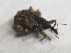 Conotrachelus anaglypticus