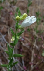 Scutellaria californica