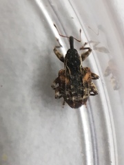 Conotrachelus anaglypticus