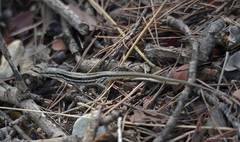 Psammodromus algirus