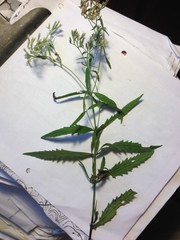 Eupatorium saltuense