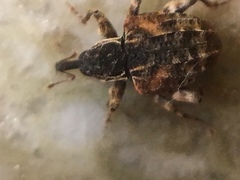 Conotrachelus anaglypticus