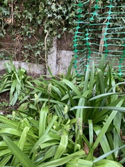 Hyacinthoides hispanica