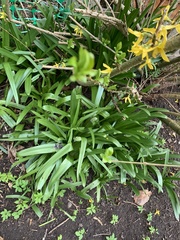 Hyacinthoides hispanica