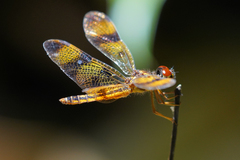 Perithemis thais