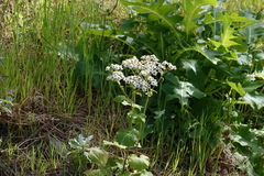 Pericallis steetzii image