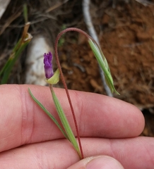 Clarkia gracilis tracyi