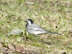 Motacilla alba