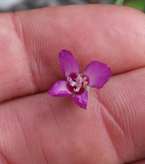 Clarkia gracilis tracyi