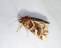 Callopistria flavitincta